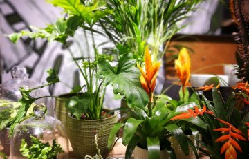Kambariniai augalai namų interjere