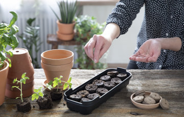 DAIGŲ AUGINIMAS PAGREITINA VEGETACIJOS LAIKOTARPĮ.