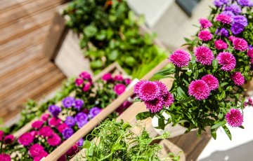 Kaip paskatinti vasarines gėles gausiai žydėti