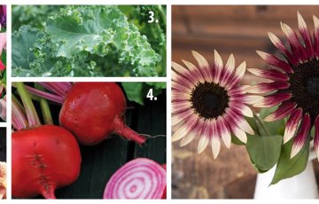 Pavasarinis sodo atnaujinimas