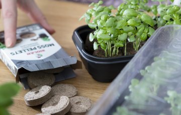 SĖKLŲ DAIGINIMAS KIMINŲ TABLETĖSE YRA PAPRASTAS