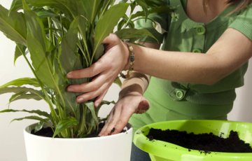 Jukai pavasaris prasideda jau vasarį