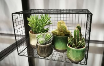 KAKTUSŲ PRIEŽIŪRA