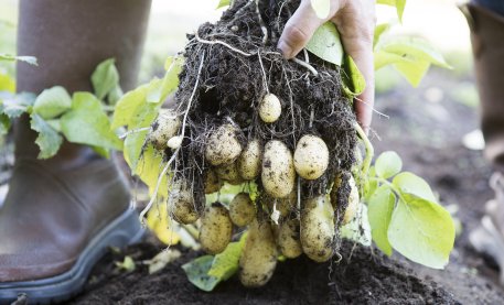 Biolan Natūralios trąšos bulvėms ir daržovėms