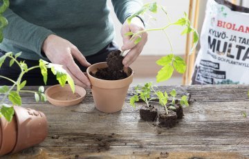 IŠ ANKSTO SUDAIGINTI SODINUKAI PAILGINA AUGIMO SEZONĄ