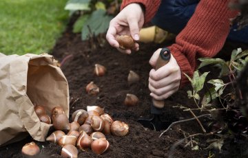 Svogūninių gėlių sodinimas rudenį