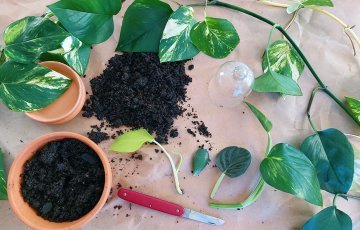 KAMBARINIŲ AUGALŲ DAUGINIMAS