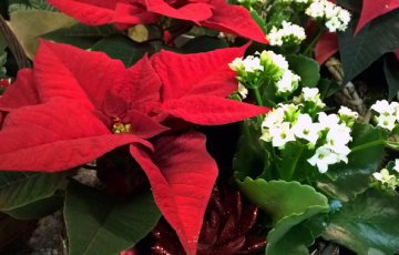 Kalėdinių gėlių priežiūros patarimai