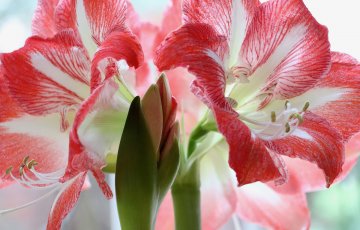 AMARILIŲ PRIEŽIŪRA.