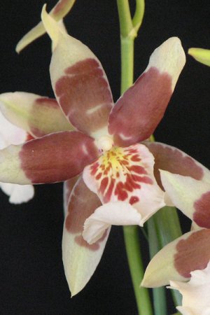 Biolan Orchidėjų žemė
