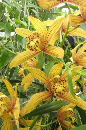 Biolan Orchidėjų žemė